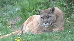 Professional basketball franchise set to become alabama's first pro sports team. Photo Proof Of A Mountain Lion Disputed By Alabama Experts Biloxi Sun Herald