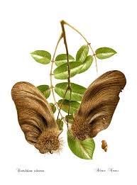 Image result for Centrolobium robustum