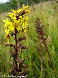Image result for Ligularia sibirica