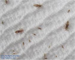 Bed Bug Black Bugs In Hair Not Lice Bugs Or Eggs Found On Hair Lice Removal Head Lice Removal Lice Removal Service