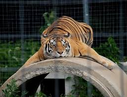A fond farewell to amur tiger, amba. Big Cat Rescue Shop For Your Cause
