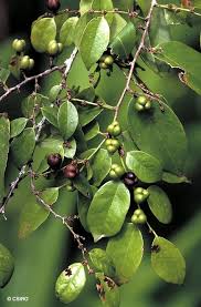 Image result for Cleistanthus