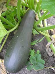 Zucchini Squash Ripe For The Picking By Miss Merlina On Deviantart