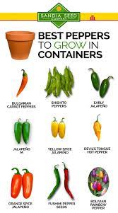 Best Peppers To Grow In Containers Growing Peppers Stuffed Peppers Pepper Plants