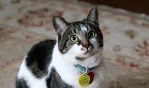 We did not find results for: 7 Tips Merawat Kucing Kampung Agar Bulunya Lebat Dan Gemuk Pintarpet