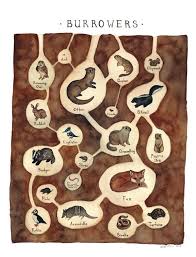 Burrowing Animals Field Guide Print Nature Art Prints Nature Wall Art Watercolor Art Prints