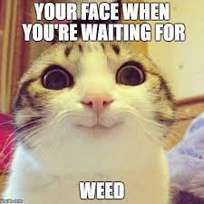 Image Tagged In Weed Smoke Weed Everyday Smoke Drugs Are Bad Cat Meme Your Face When Imgflip
