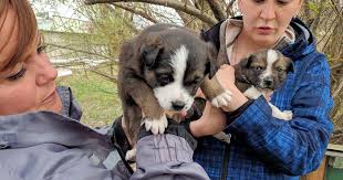 A USC researcher is studying how radiation is affecting these strays left  behind near Chernobyl