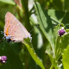 Image result for Physotrichia atropurpurea