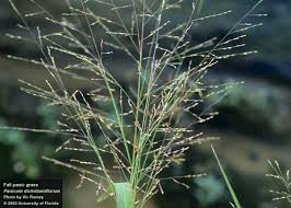 Image result for Panicum monticola