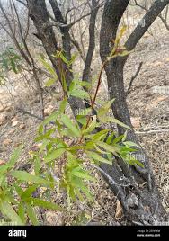 Image result for Searsia leptodictya