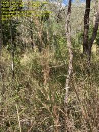 Image result for Arundinella nepalensis