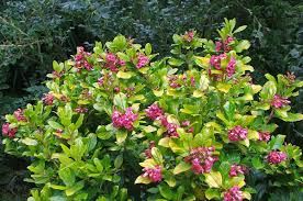 Image result for Escallonia