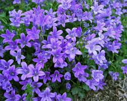 Campanula Bavarian Blue Bluestone Perennials Flowers Perennials Campanula Flowers Flower Landscape