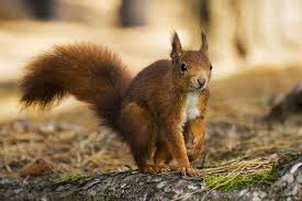 De las especies de ardillas que anteriormente nombramos la protagonista de estos simpáticos animales es la ardilla roja o como también se le. Donde Viven Las Ardillas Actualizado 2020