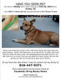 Arleta Ca - Lost Dog Rocky Is Still Missing Rocky Is Still Missing In The Arleta Ca Area He Is A 3 Yo Lab Mix Wearing A Losing A Dog