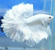 White Ohm Male Betta Betta Fish Pinterest Betta Fish Tank Betta Fish Pet Fish