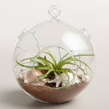 Hanging Live Plant Glass Terrarium With Starfish By World Market Em 2020 Terrario Em Vidro Terrario Pendurado Plantas Penduradas