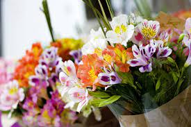 How To Plant And Grow Alstroemerias Guide Install It Direct