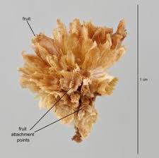 Image result for Cuscuta planiflora