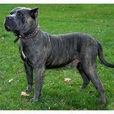 Presa canario puppies for sale in florida. Presa Canario Puppies For Sale From Reputable Dog Breeders