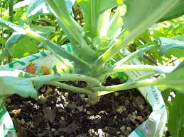 Resepi stik bunga kobis bakar. Tanam Bunga Kobis Dalam Plastik Beras Je Tak Sampai 3 Bulan Dah Boleh Tuai Impiana