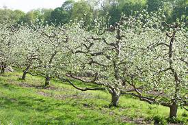 Fruit tree orchards are now becoming part of some modern communities. Backyard Orchards Bringing Fruit Trees Back To Iowa Iowa Source