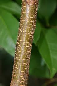 Image result for Prunus serotina