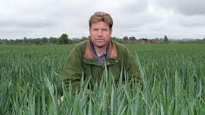 Three wheat varieties to grow for a brighter future