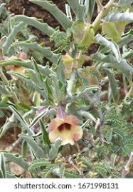 Image result for Hermannia seineri