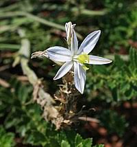 Image result for Chlorophytum macrosporum