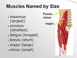Learn how anatomical words are used to name muscles according to any of several characteristics such as size, location, basic only a relatively few muscles are named by these terms. Specialized Tissue That Enable The Body And Its Parts To Move Ppt Video Online Download