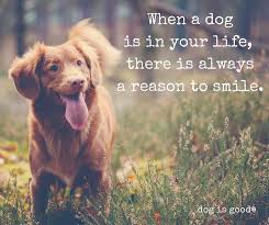 Dogs Make Us Smile It S A Fact Dog Quotes Funny Dog Quotes Dog Quotes Love