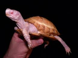 Albino Eastern Box Turtles For Sale Albino Turtles Turtle Morphs