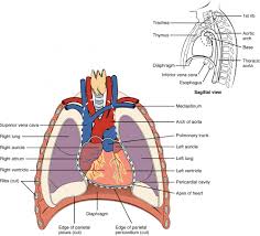 Rib cage anatomy rib cage diagram with organs anatomy of rib. Heart Anatomy Anatomy And Physiology Ii