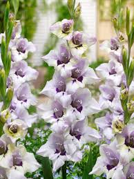 Image result for Gladiolus virgineus