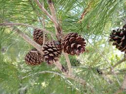 Image result for Pinus