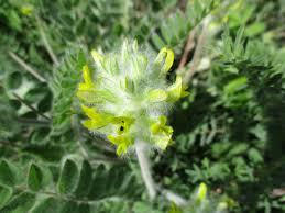 Image result for Dichilus reflexus