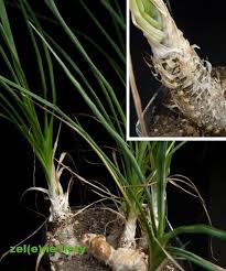 Image result for Trachyandra saltii