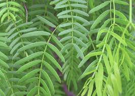 Image result for Prosopis glandulosa