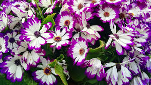 Image result for Cineraria