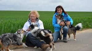 The miniature american shepherd shares many physical traits with its forebear the australian despite their size, minis are every inch a true herding dog: Mini Aussie Kleiner Hund Mit Grossem Bewegungsdrang