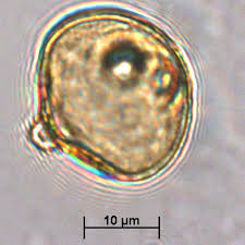 Image result for Sonneratiaceae