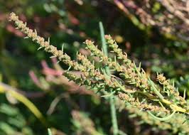 Image result for Suaeda sp. B