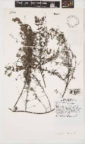 Image result for Indigofera gairdnerae