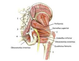The purpose of this study was to measure the relative contributions of 4 hip and thigh muscles while performing squats at 3 depths. Functional Anatomy Of The Small Pelvic And Hip Muscles Completed Institute Of Basic Medical Sciences