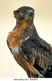 jackal buzzard buteo rufofuscus buzzard prey birds of prey