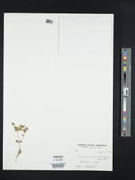 Image result for Craterostigma nummulariifolium