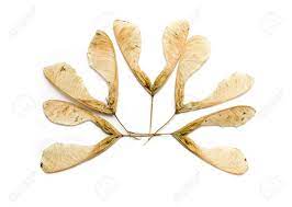 Maple Tree Seeds Stock Photo, Picture and Royalty Free Image. Image  17770967.