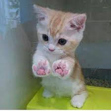 Bird Videos For Cats To Watch Online Watch The Best Youtube Videos Online Nothing Cutest Than This Cats Cat Kitten Pets Dog Dogs Bird Cute Animals Kittens Cutest Cats And Kittens